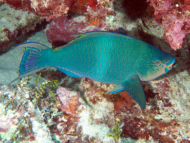 Filament-Fin Parrotfish - Scarus altipinnis - Great Barrier Reef, Australia