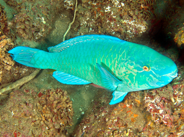 Azure Parrotfish - Scarus compressus - Cabo San Lucas, Mexico