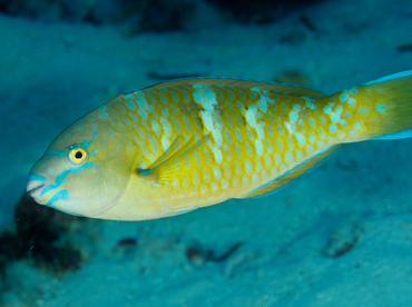 Blue-Barred Parrotfish - Scarus ghobban - Wakatobi, Indonesia