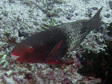 Redlip Parrotfish - Scarus rubroviolaceus - Komodo, Indonesia