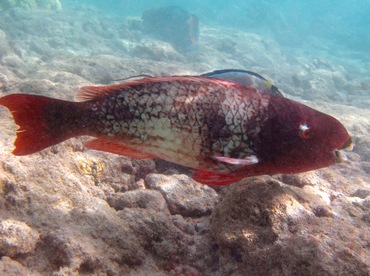 Redlip Parrotfish - Scarus rubroviolaceus - Oahu, Hawaii