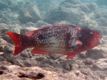 Redlip Parrotfish - Scarus rubroviolaceus - Oahu, Hawaii