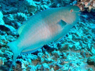 Redlip Parrotfish - Scarus rubroviolaceus - Maui, Hawaii