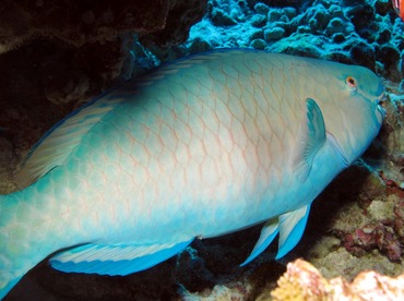 Redlip Parrotfish - Scarus rubroviolaceus - Maui, Hawaii