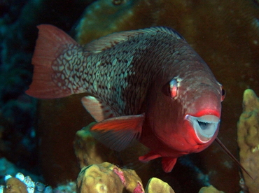 Redlip Parrotfish - Scarus rubroviolaceus - Palau