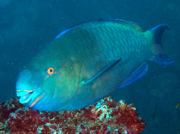 Redlip Parrotfish - Scarus rubroviolaceus - Cabo San Lucas, Mexico