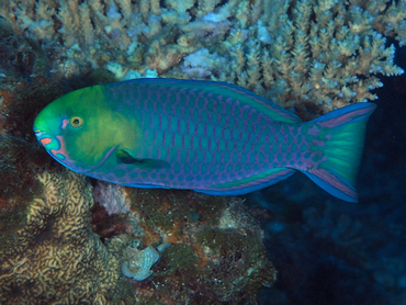 Greensnout Parrotfish - Scarus spinus - Great Barrier Reef, Australia