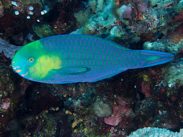 Greensnout Parrotfish - Scarus spinus - Great Barrier Reef, Australia