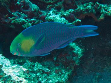 Greensnout Parrotfish - Scarus spinus - Lombok, Indonesia