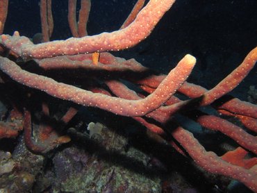 Scattered Pore Rope Sponge - Aplysina fulva - Bonaire