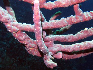 Scattered Pore Rope Sponge - Aplysina fulva - Bonaire