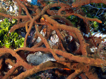 Scattered Pore Rope Sponge - Aplysina fulva - Cozumel, Mexico