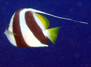 Schooling Bannerfish - Heniochus diphreutes - Lanai, Hawaii