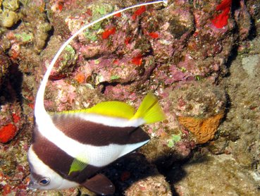 Schooling Bannerfish - Heniochus diphreutes - Lanai, Hawaii