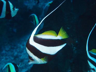 Schooling Bannerfish - Heniochus diphreutes - Komodo, Indonesia