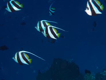 Schooling Bannerfish - Heniochus diphreutes - Komodo, Indonesia