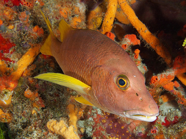 Schoolmaster Snapper - Lutjanus apodus - Cozumel, Mexico