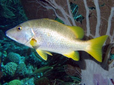 Schoolmaster Snapper - Lutjanus apodus - Bonaire