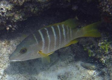 Schoolmaster Snapper - Lutjanus apodus - Cozumel, Mexico