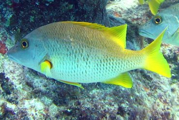 Schoolmaster Snapper - Lutjanus apodus - Key Largo, Florida