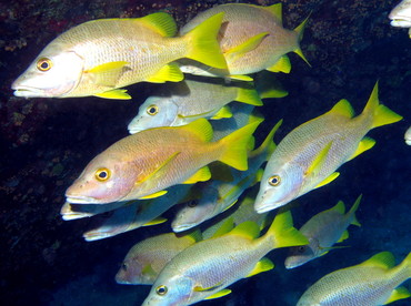 Schoolmaster Snapper - Lutjanus apodus - Nassau, Bahamas