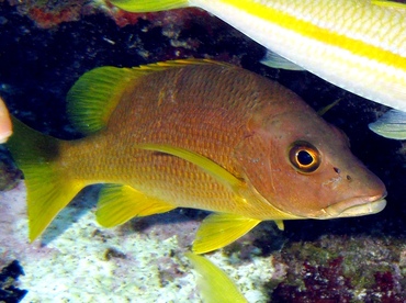 Schoolmaster Snapper - Lutjanus apodus - Key Largo, Florida