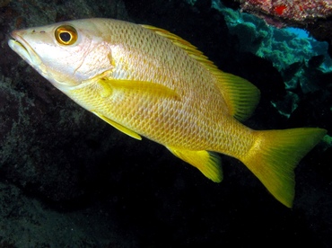 Schoolmaster Snapper - Lutjanus apodus - Key Largo, Florida