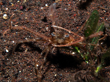 Scissor Swimming Crab - Lupocyclus philippinensis - Bali, Indonesia