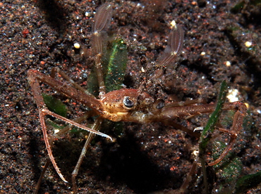 Scissor Swimming Crab - Lupocyclus philippinensis - Bali, Indonesia