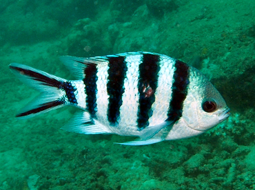 Scissortail Sergeant - Abudefduf sexfasciatus - Fiji