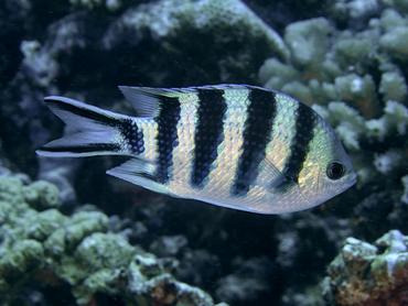 Scissortail Sergeant - Abudefduf sexfasciatus - Moorea, French Polynesia