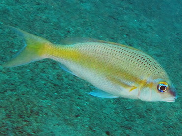 Pale Monocle Bream - Scolopsis affinis - Dumaguete, Philippines