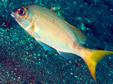 Pale Monocle Bream - Scolopsis affinis - Bali, Indonesia