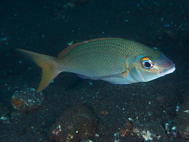 Pale Monocle Bream - Scolopsis affinis - Bali, Indonesia