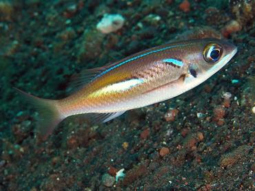 Pearl-Streaked Monocle Bream - Scolopsis xenochroa - Bali, Indonesia