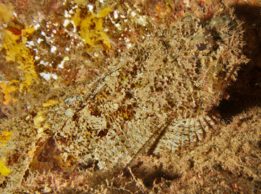 Pacific Spotted Scorpionfish - Scorpaena mystes - Cabo San Lucas, Mexico