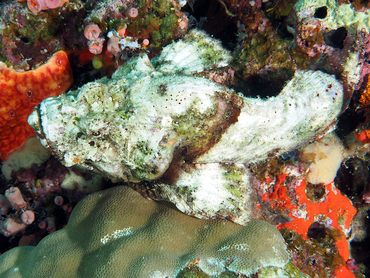 Devil Scorpionfish - Scorpaenopsis diabolus - Great Barrier Reef, Australia