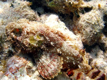 Spotted Scorpionfish - Scorpaena plumieri - St Thomas, USVI
