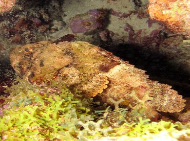 Spotted Scorpionfish - Scorpaena plumieri - Bonaire