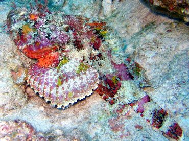 Spotted Scorpionfish - Scorpaena plumieri - Nassau, Bahamas