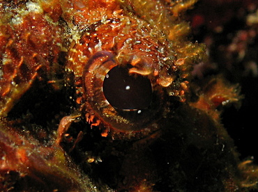 Spotted Scorpionfish - Scorpaena plumieri - Grand Cayman