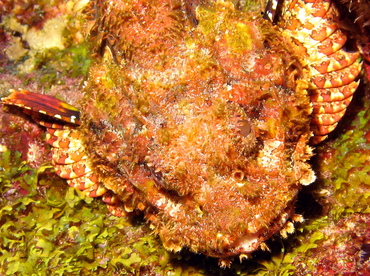 Spotted Scorpionfish - Scorpaena plumieri - Grand Cayman