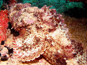 Spotted Scorpionfish - Scorpaena plumieri - Aruba