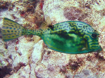 Scrawled Cowfish - Acanthostracion quadricornis - Key Largo, Florida