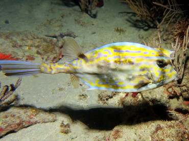 Scrawled Cowfish - Acanthostracion quadricornis - Palm Beach, Florida