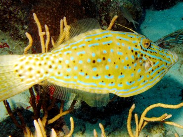 Scrawled Filefish - Aluterus scriptus - Aruba