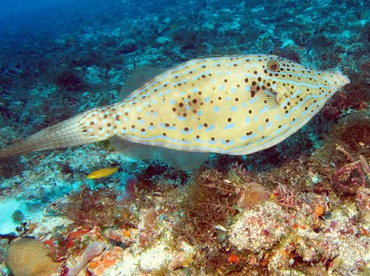 Scrawled Filefish - Aluterus scriptus - Cozumel, Mexico