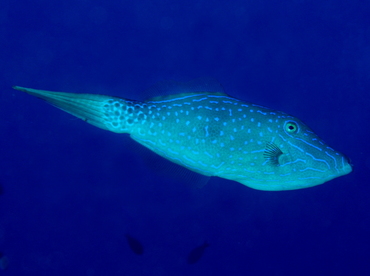 Scrawled Filefish - Aluterus scriptus - Big Island, Hawaii