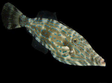 Scrawled Filefish - Aluterus scriptus - Cozumel, Mexico