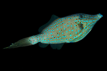 Scrawled Filefish - Aluterus scriptus - Roatan, Honduras